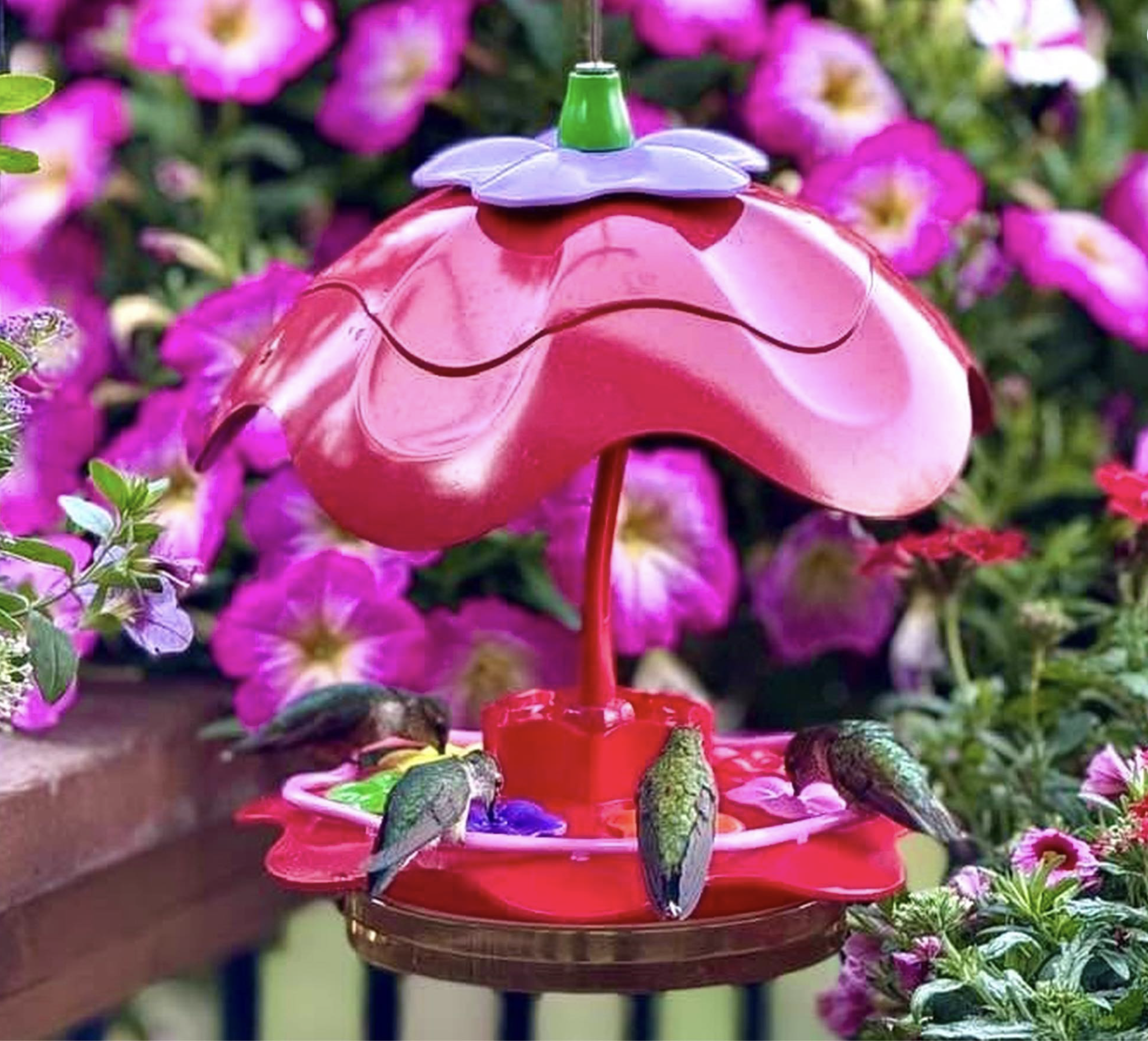 eight ounce glass sipper hummingbird feeder with umbrella guard