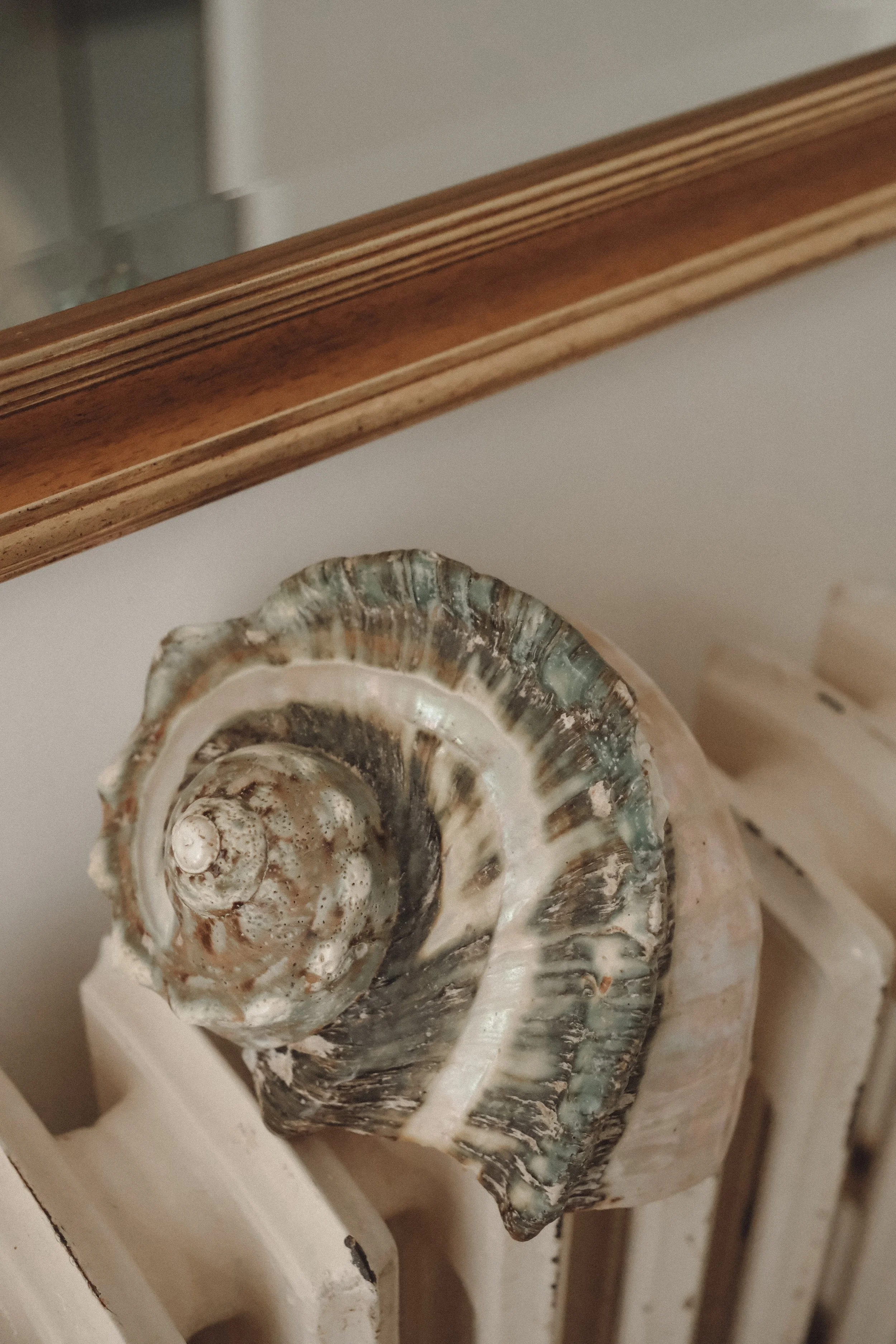 Close-up of a spiral seashell resting on a white wooden surface.
