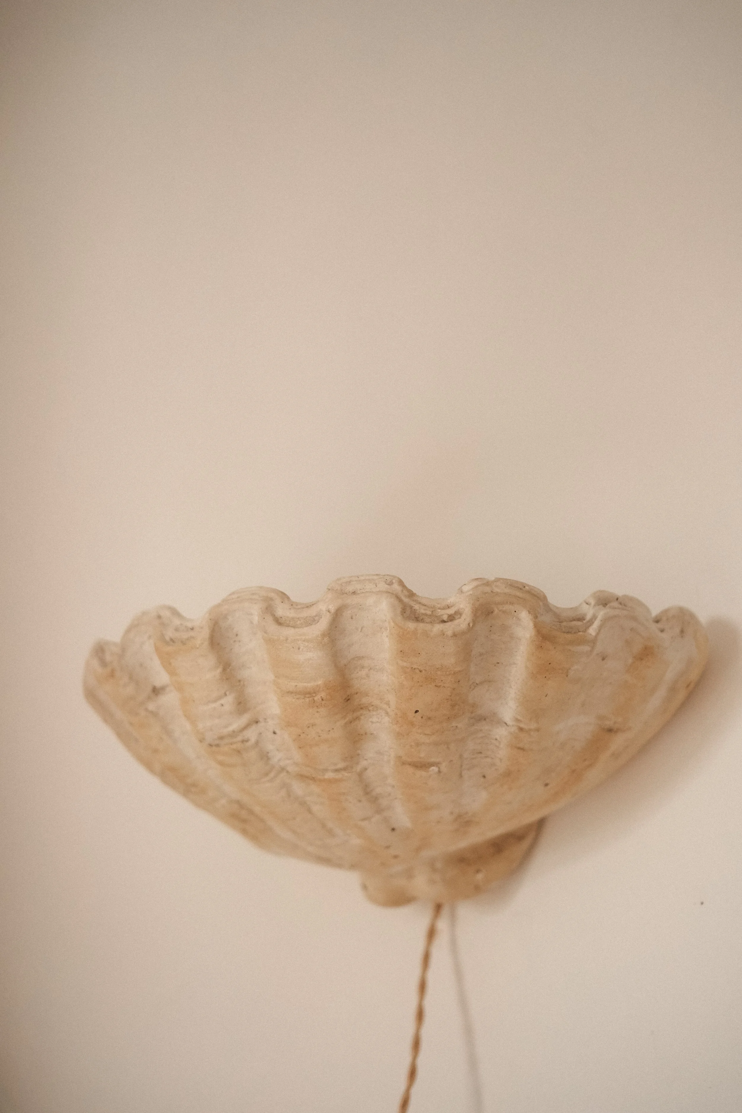 A seashell mounted on a wall with a string hanging from the bottom.