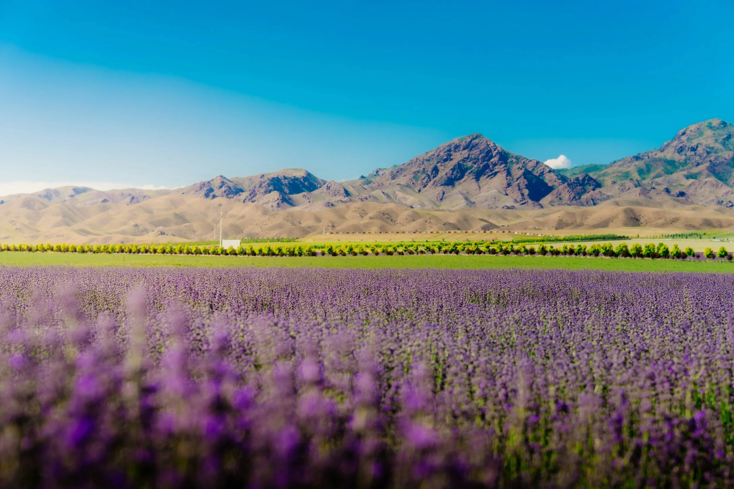A scenic landscape of lavender fields with mountains in the background under a clear blue sky.
