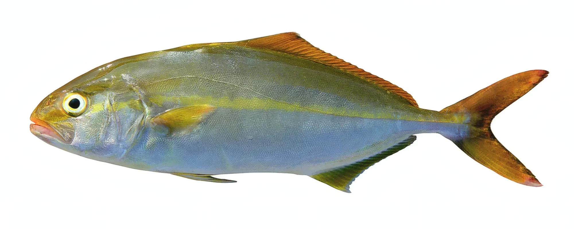 Lecha o Serviola se pescan en Denia desde barco o embarcacion