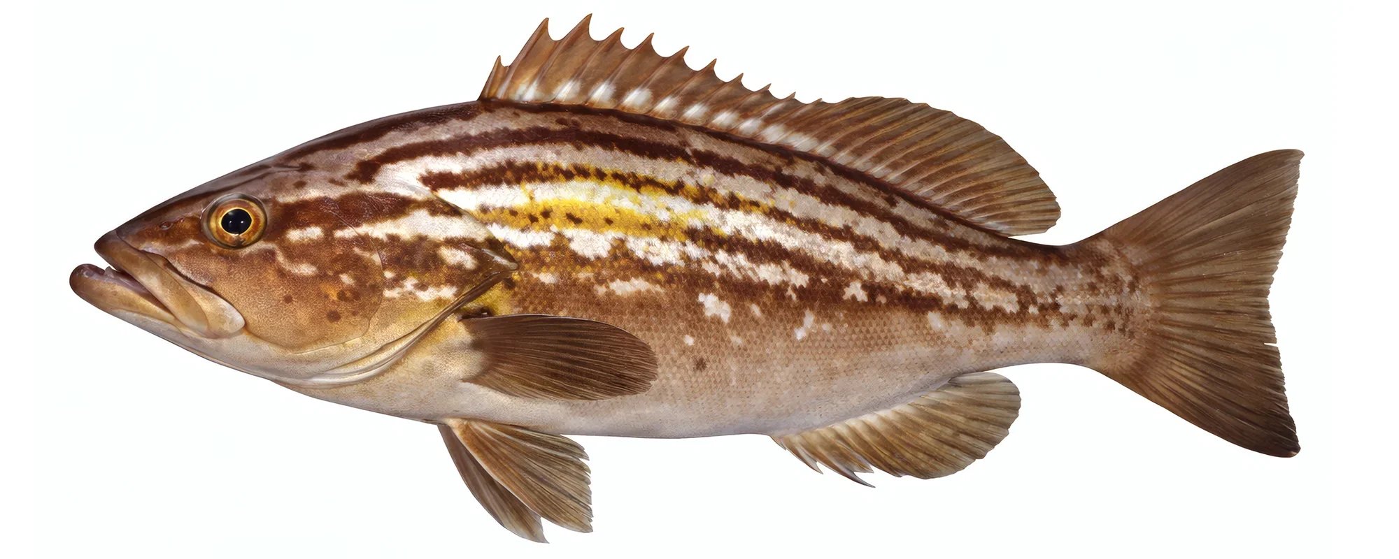 Mero Falso Abadejo pesca desde barca en Denia