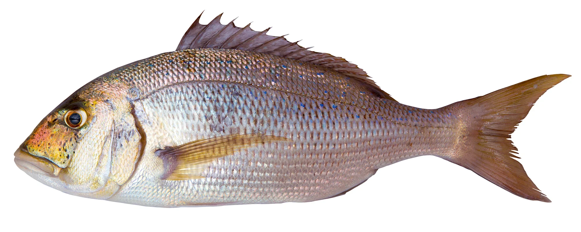 Pescar el Dentón en Denia desde barco