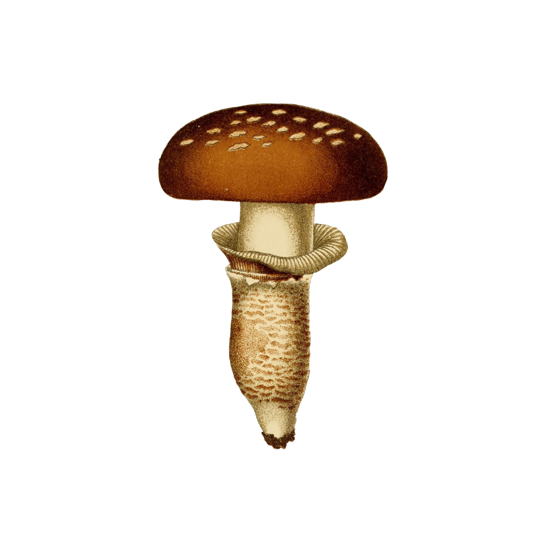 Airplane Mode: 8 Months Without a Phone Plan