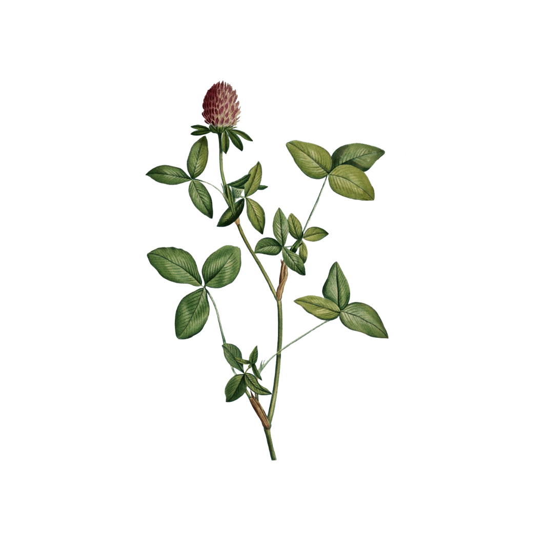 All Humans Outside Podcast: Jack of all Trades