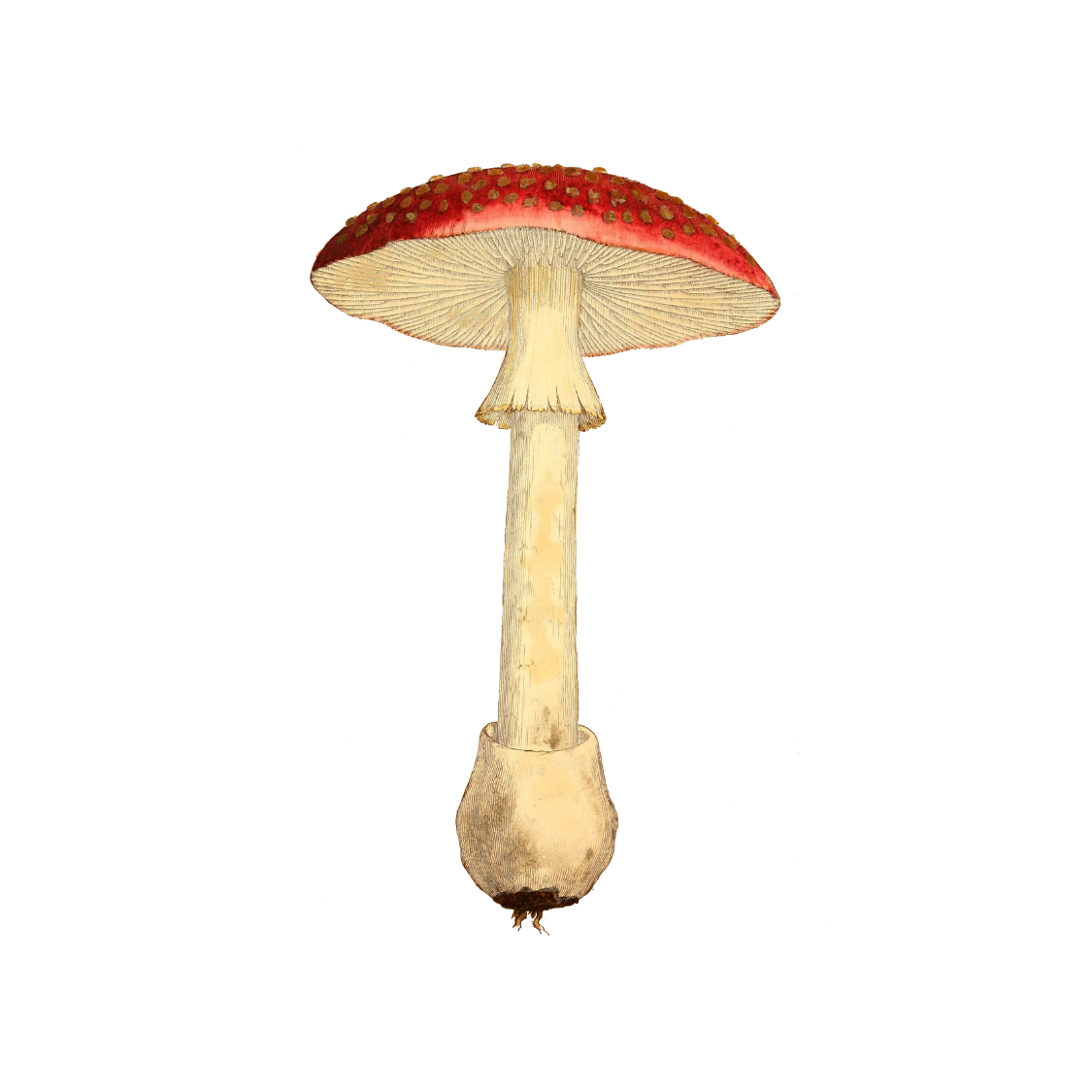 Empress June Publication