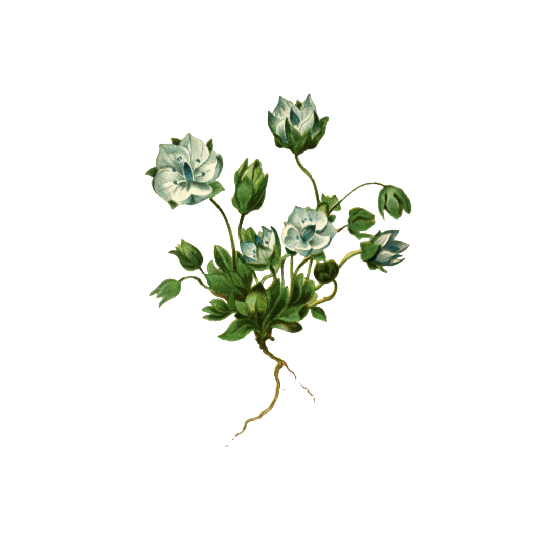 Forest Therapy Instagram Live Three Part Conversation