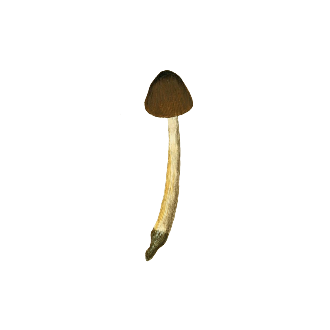 Forest Therapy: Its Business in Your Business