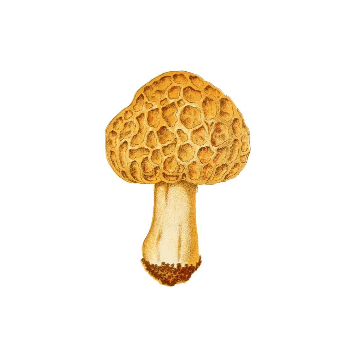 How Does Forest Therapy Work?