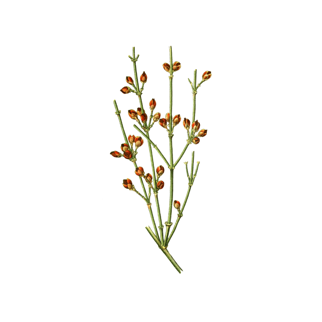 Navigating Our Edges: Partnership Guiding in Silence