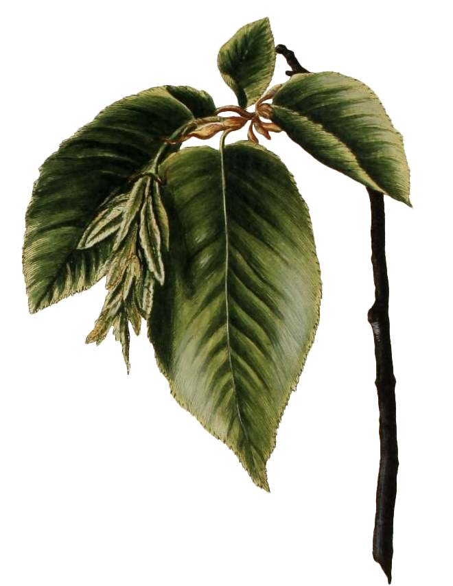 Santa Monica Granola