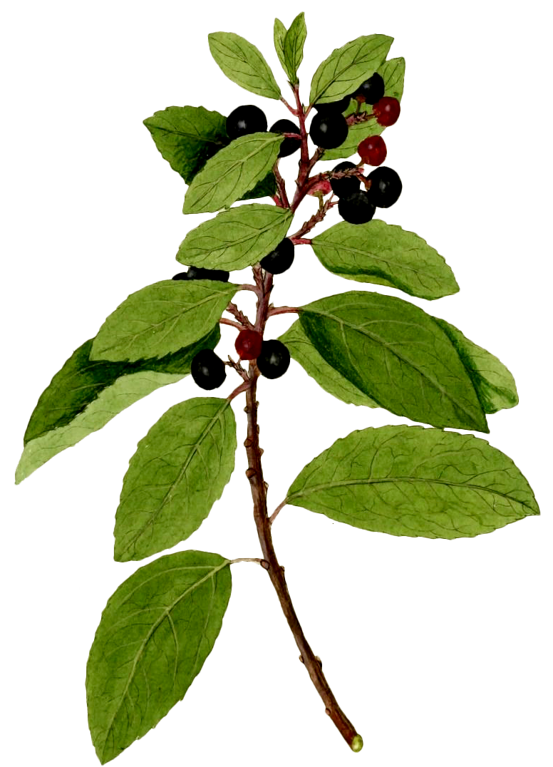 Spiced Apple Oatmeal