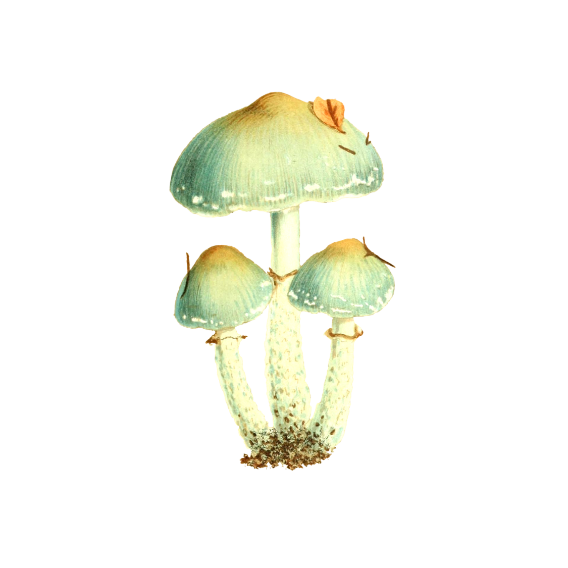 Sustainability -Words to Ponder