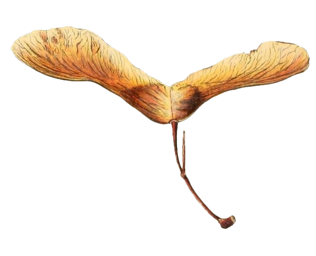 Yoga Live Podcast: Discovering Your True Nature