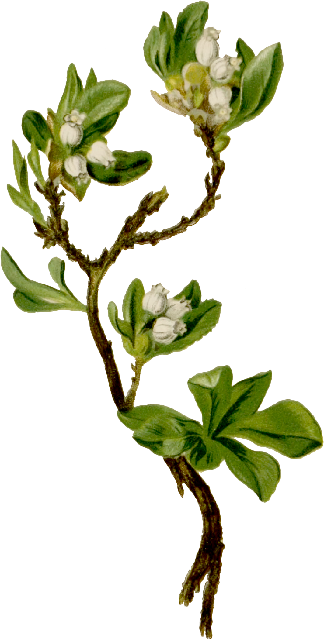 Yoga Live Podcast: Forest Therapy Invitation 