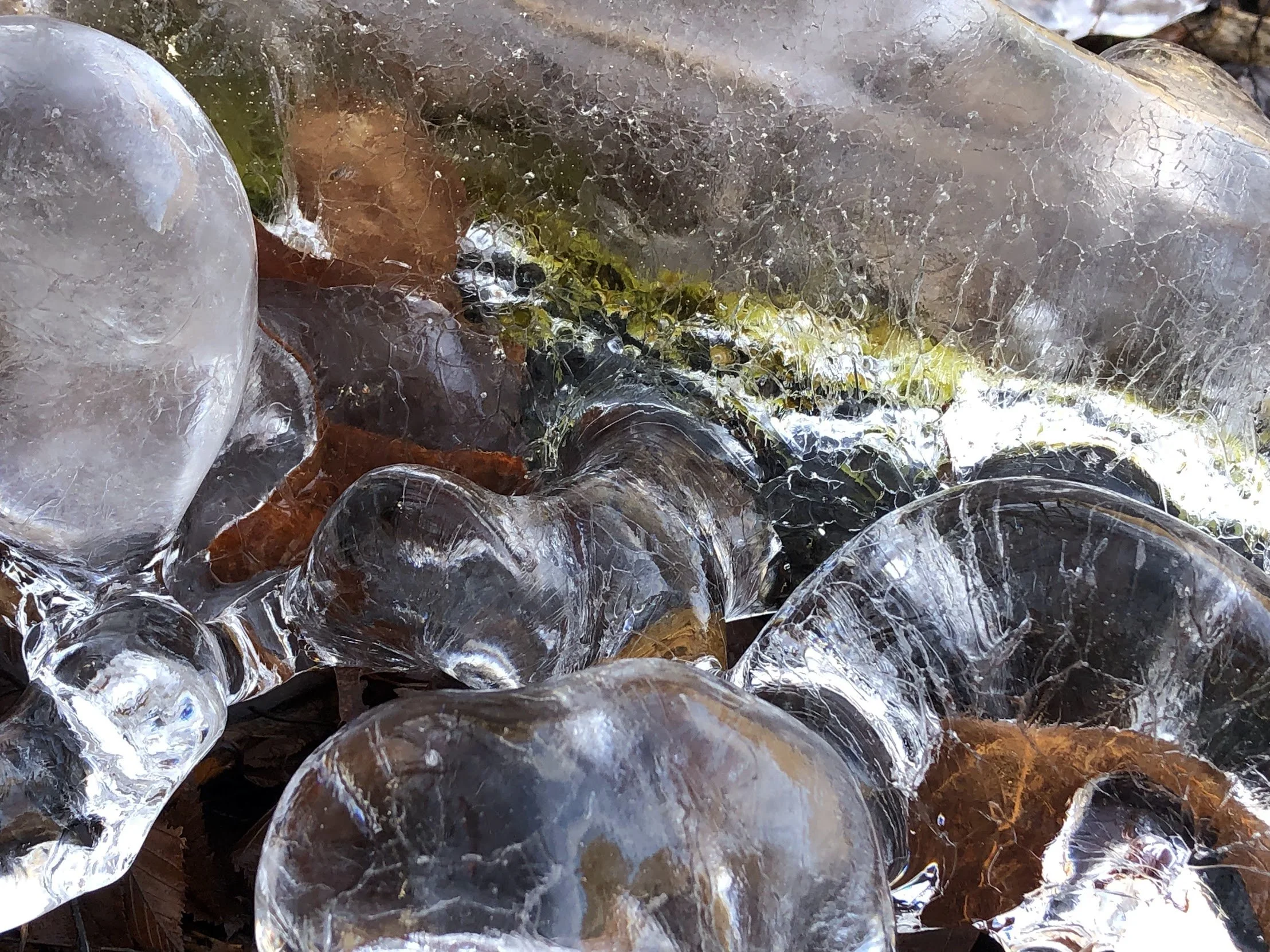 Land of the Noonday Sun Forest Bathing