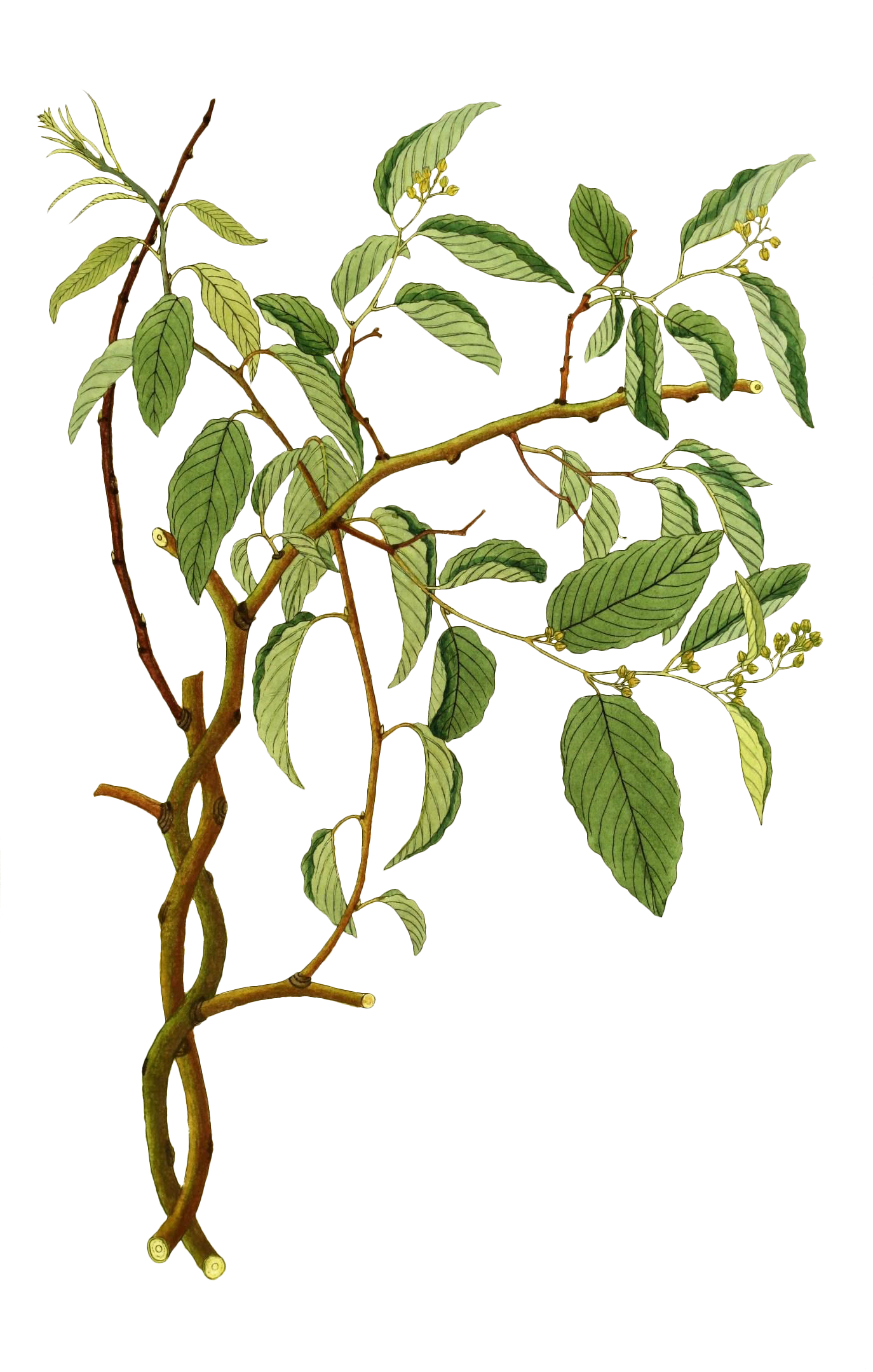 ✨🌲 Start Your Earth Day on the (Jackson County) Greenway