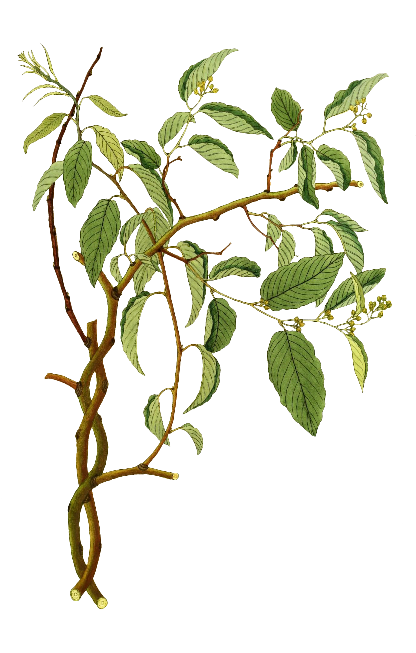 ✨🌲 Walking with the Full Moon