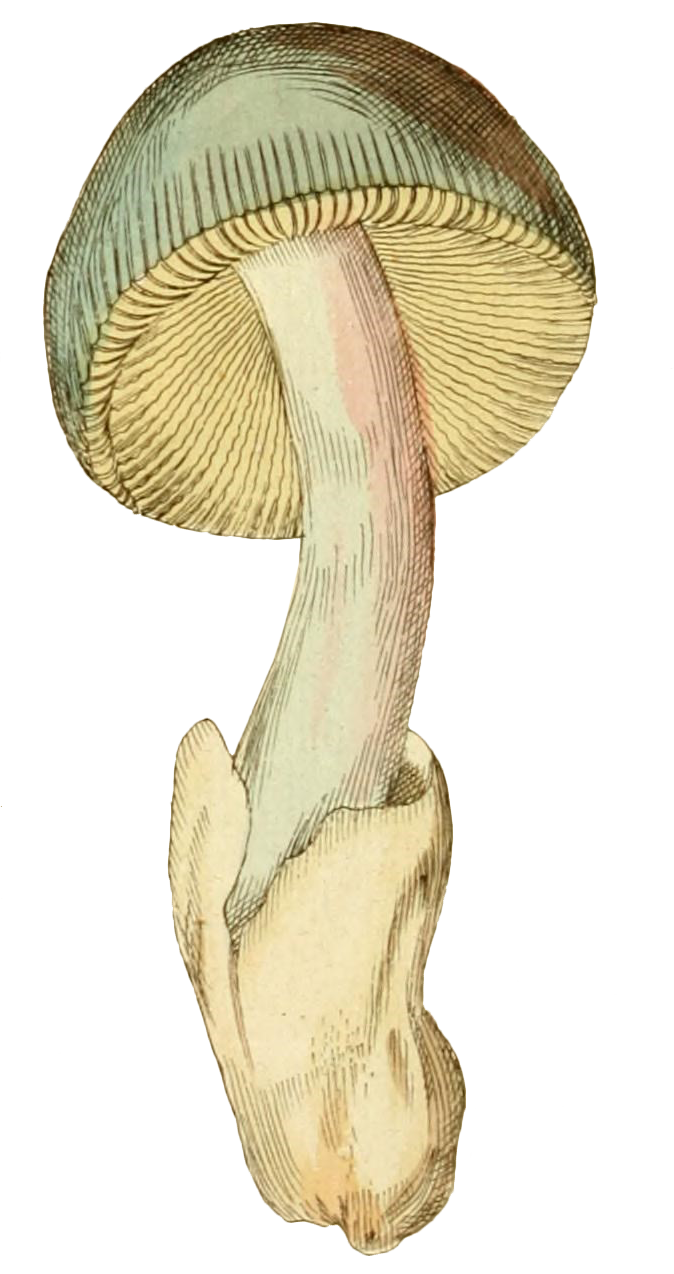 🪑🌱 Virtual Sit Spot Community