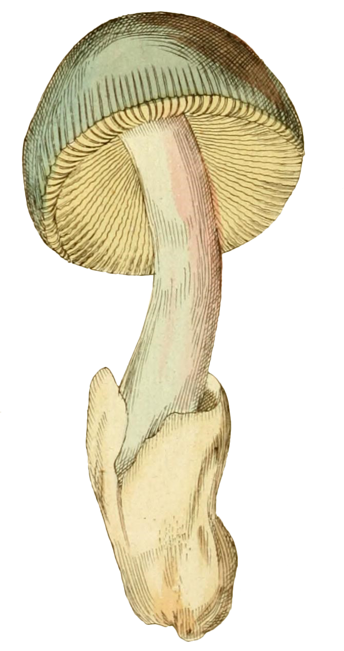 🪑🌱 Virtual Sit Spot Community