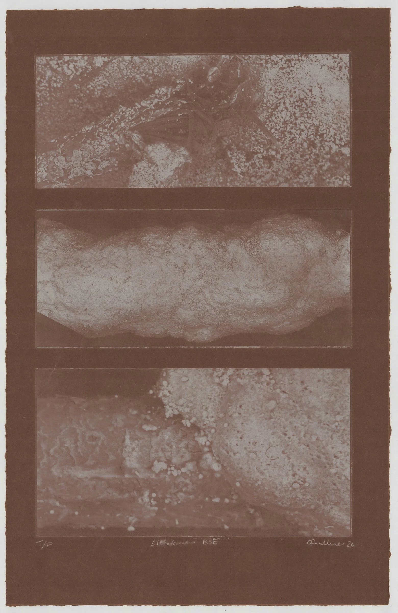 LithoKeratin BSE