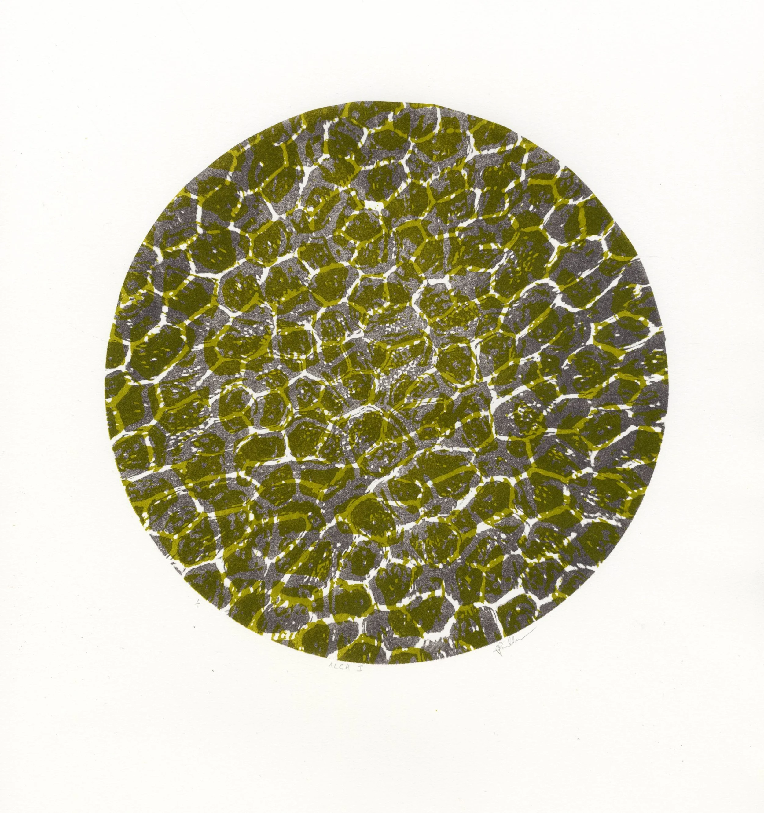Alga I-IV 
