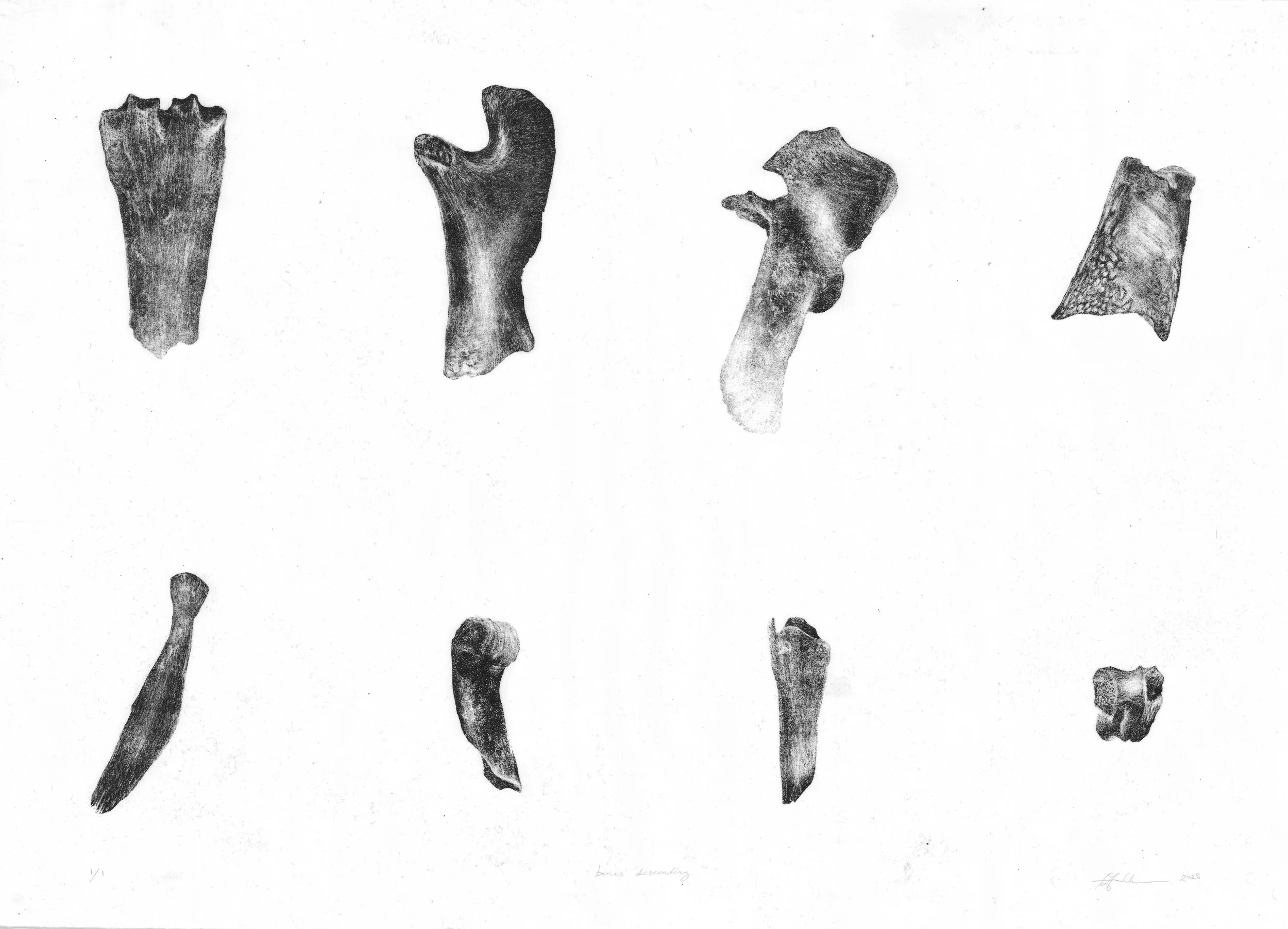 bones ascending descending print .jpg