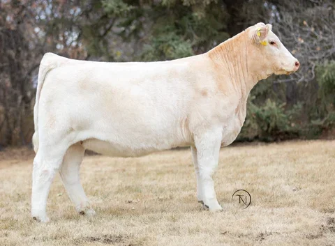 Lot#  32  -  JIL GLORY DAYS 142N