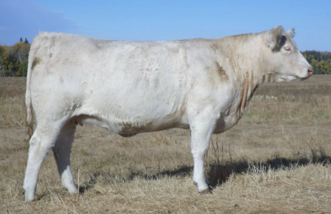 Lot# 18  -  JIL BELLE 7M