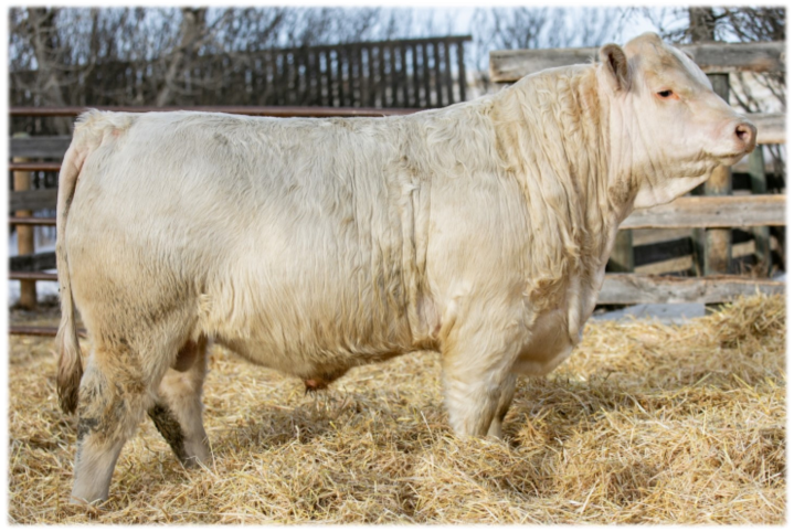 Lot #3 - Charworth Napoleon 17N - DZS 17N