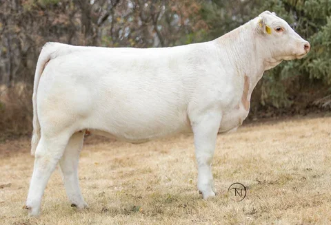 Lot#  33  -  MSL COUNTRY CLASS 92N