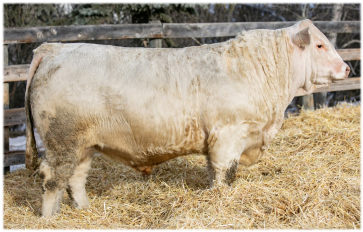 Lot #2 - Charworth Navigator 19N - DZS 19N