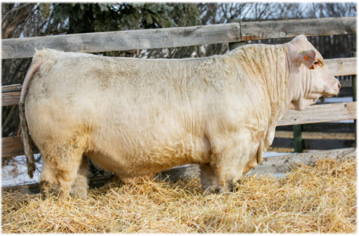 Lot #1 - Charworth Nottingham 7N - DZS 7N