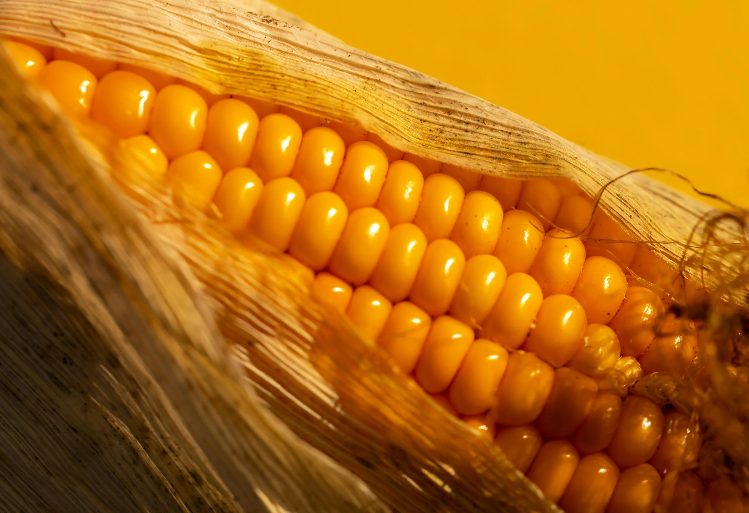 Close-up of an ear of corn with yellow kernels and dry husk.