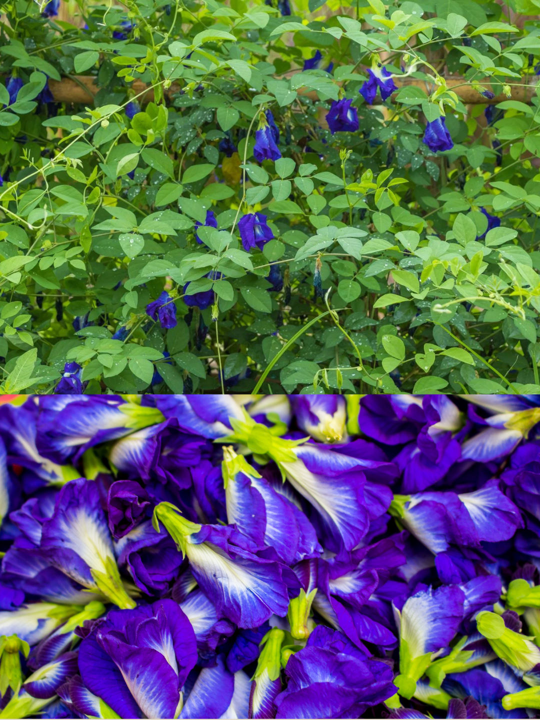 They're flowers from a vining legume plant (clitoria ternatea) native to Southeast Asia.