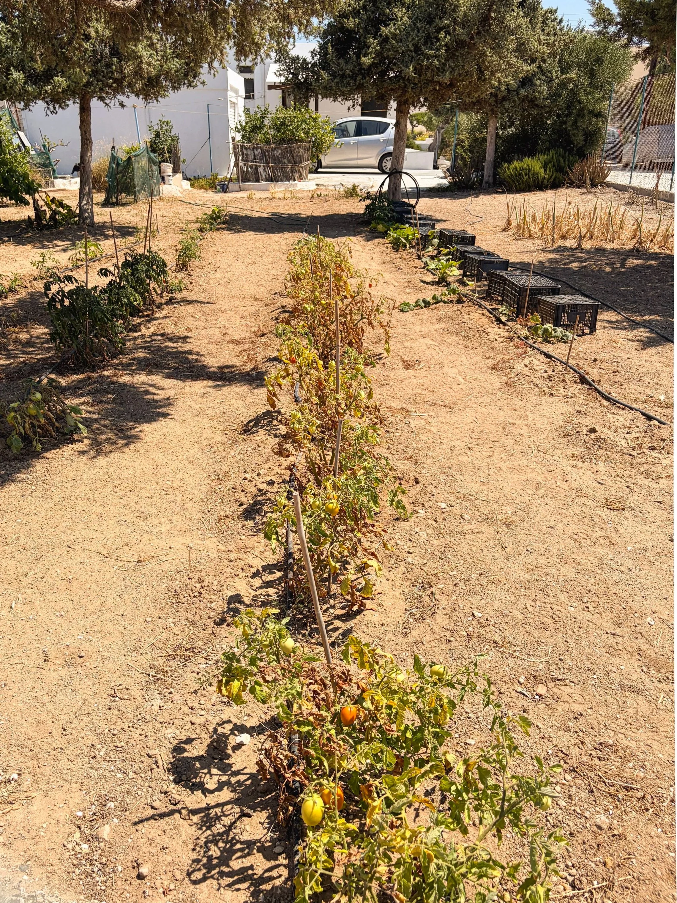 tomato garden on Milos Greece