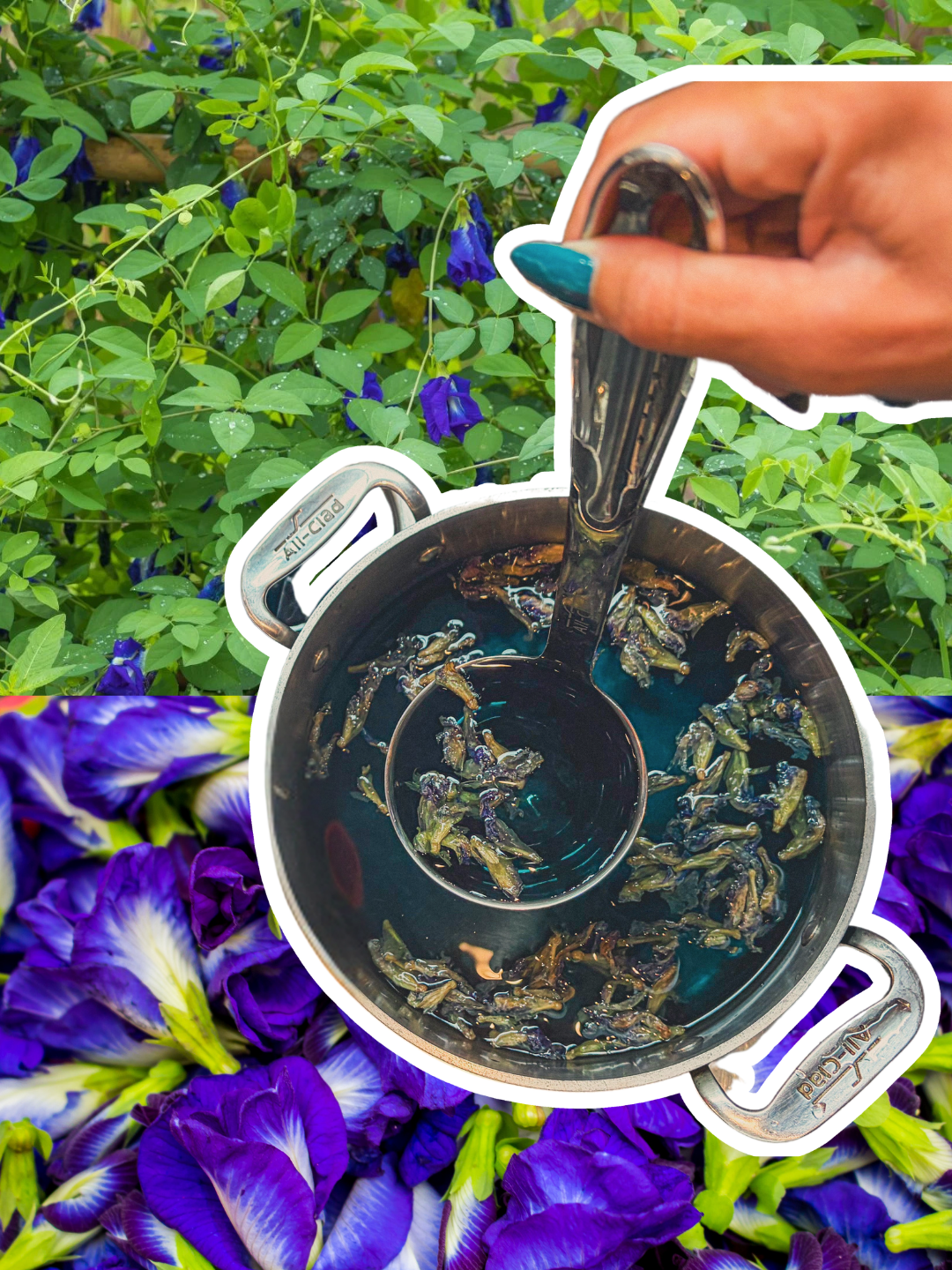 Clitoria ternatea (butterfly pea) is a vining legume native to Southeast Asia. 
