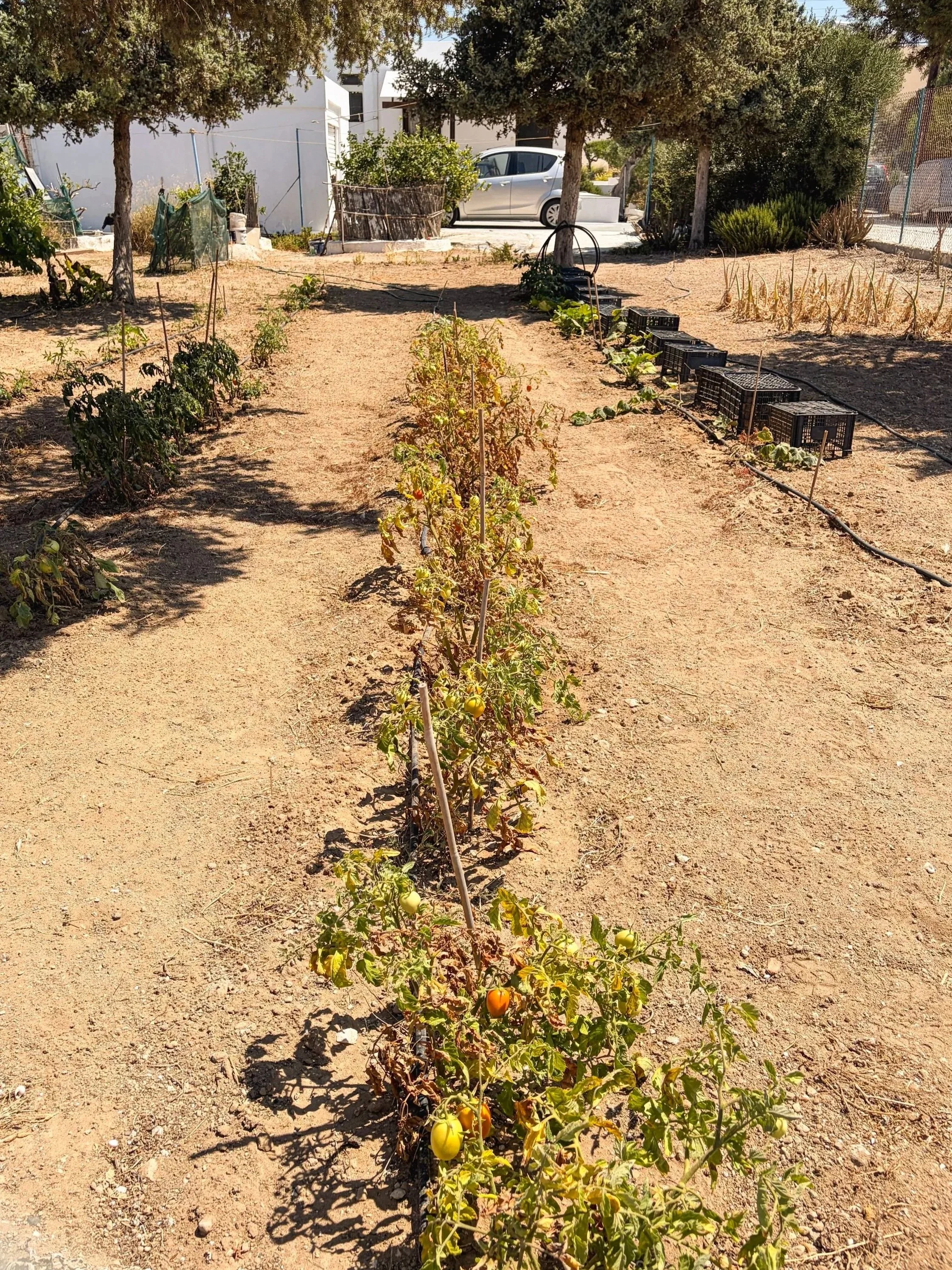 Dry tomato garden in Pollonia, Milos, Greece