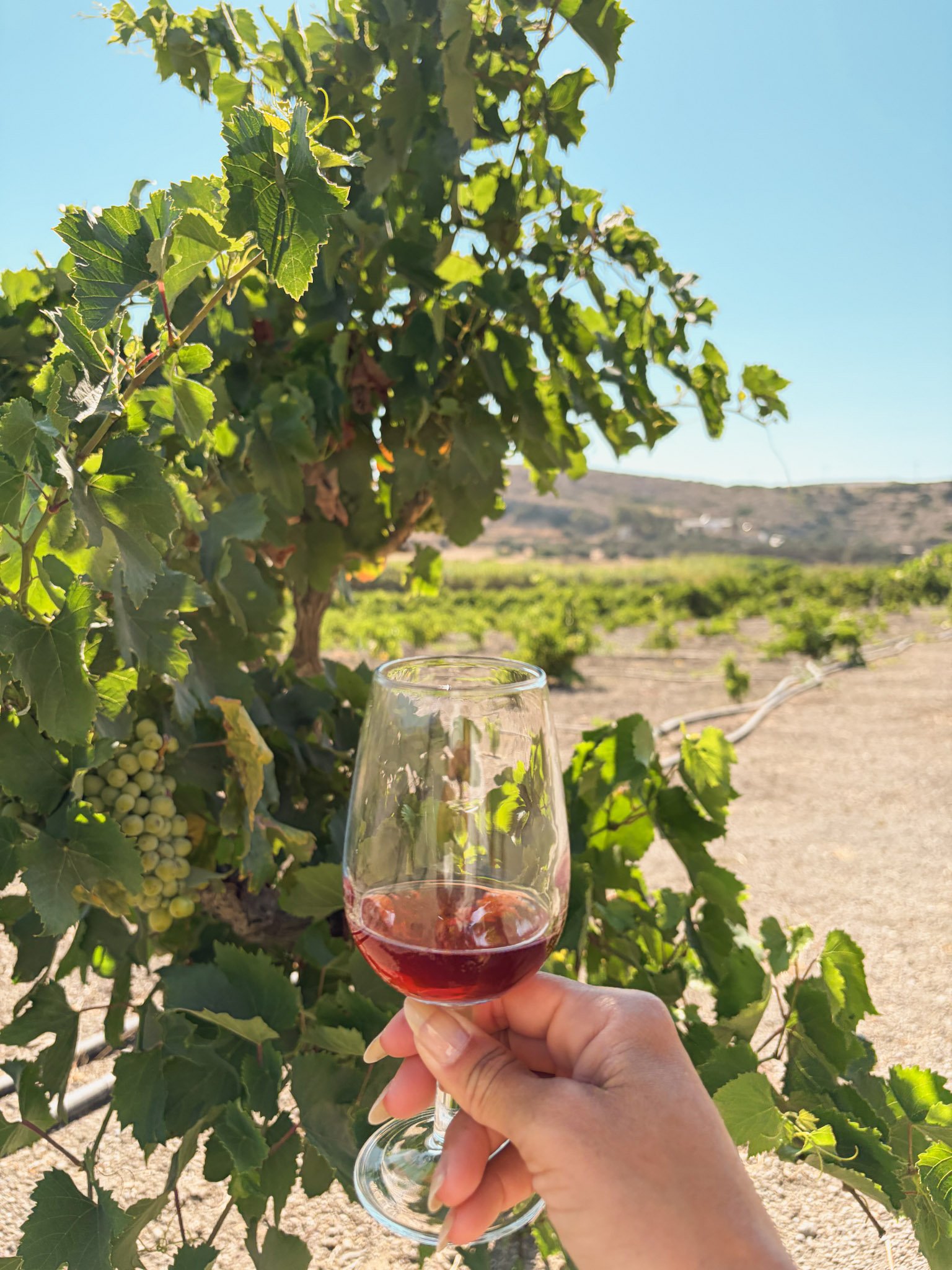 Glass of red wine at Kostantakis Vineyard in Pollonia, Milos, Greece
