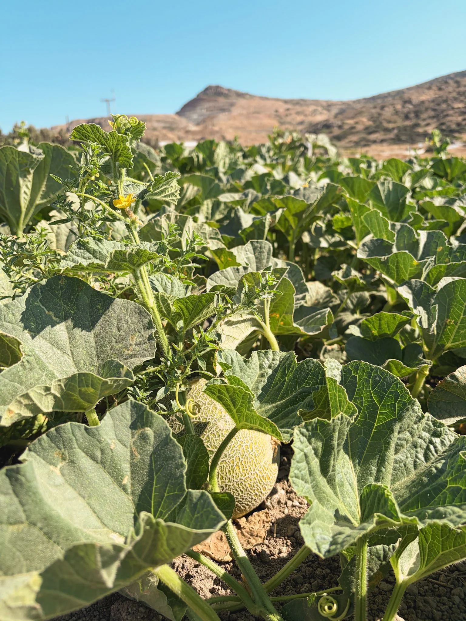 melon farm at kostantakis vineyard in Pollonia, Milos, Greece.jpg