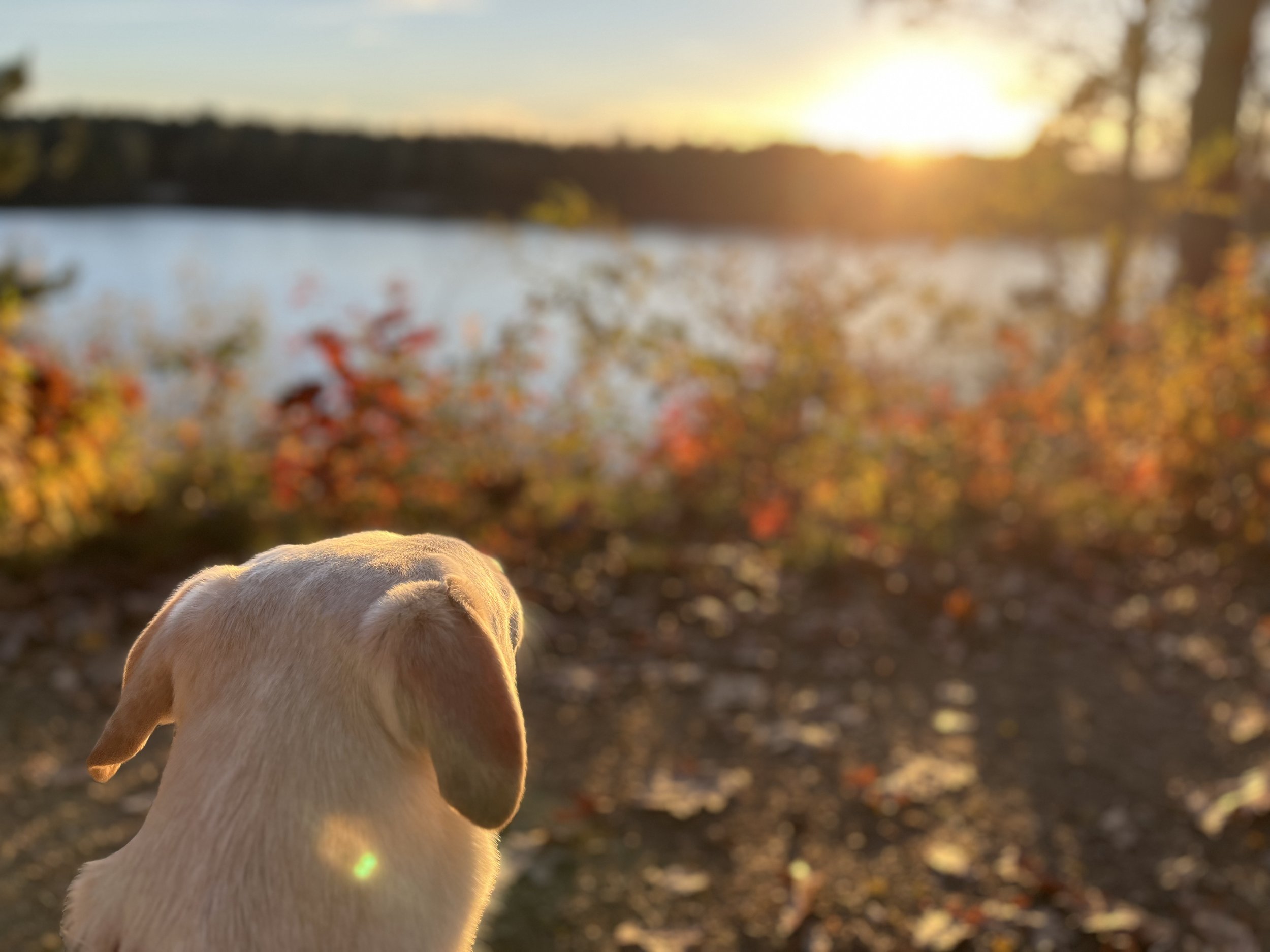 Hund schaut auf einen See bei Sonnenuntergang, im Hintergrund Bäume mit Herbstlaub, Fokus auf Hund, unscharfer Hintergrund.