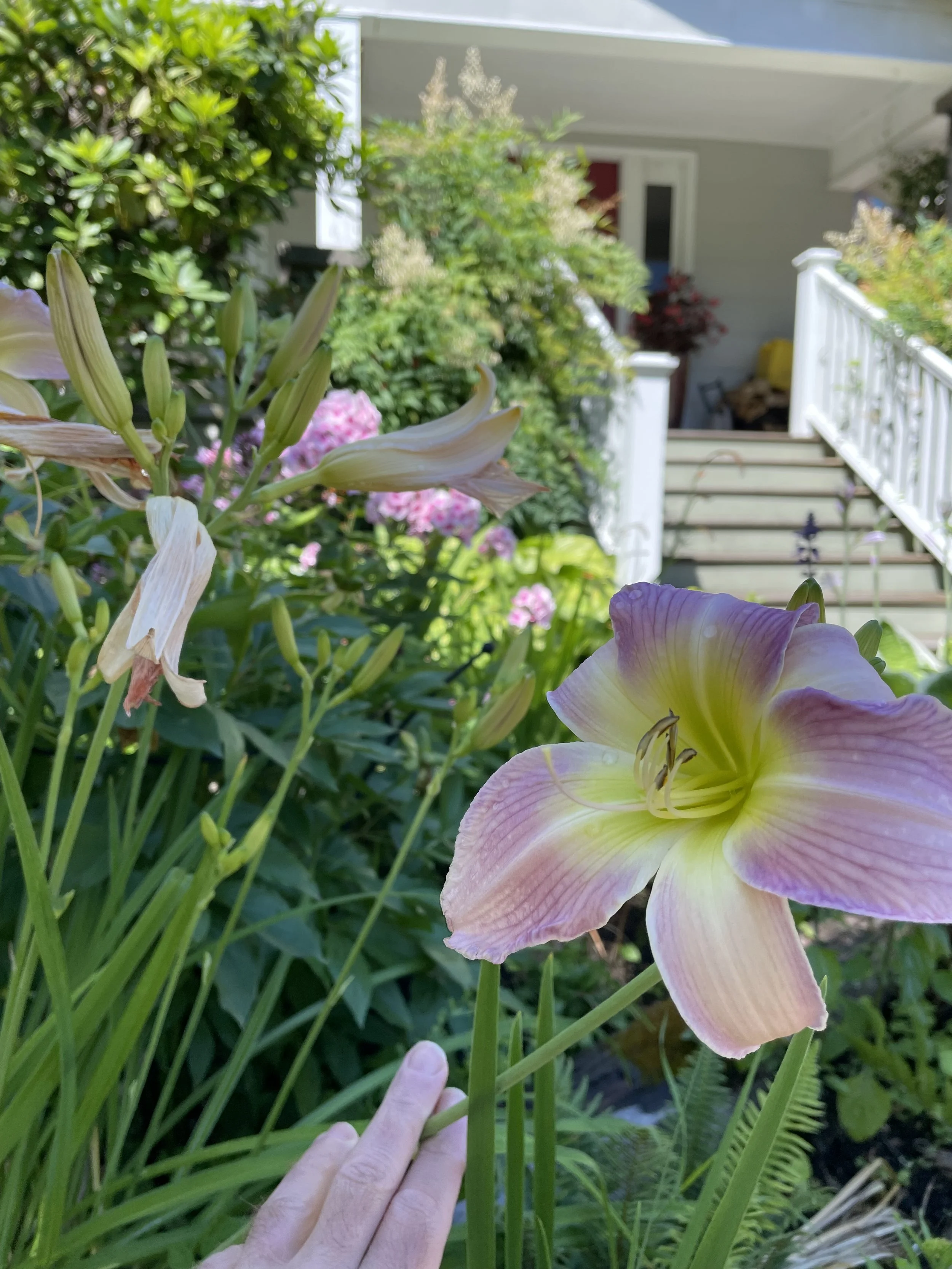 DAYLILLY