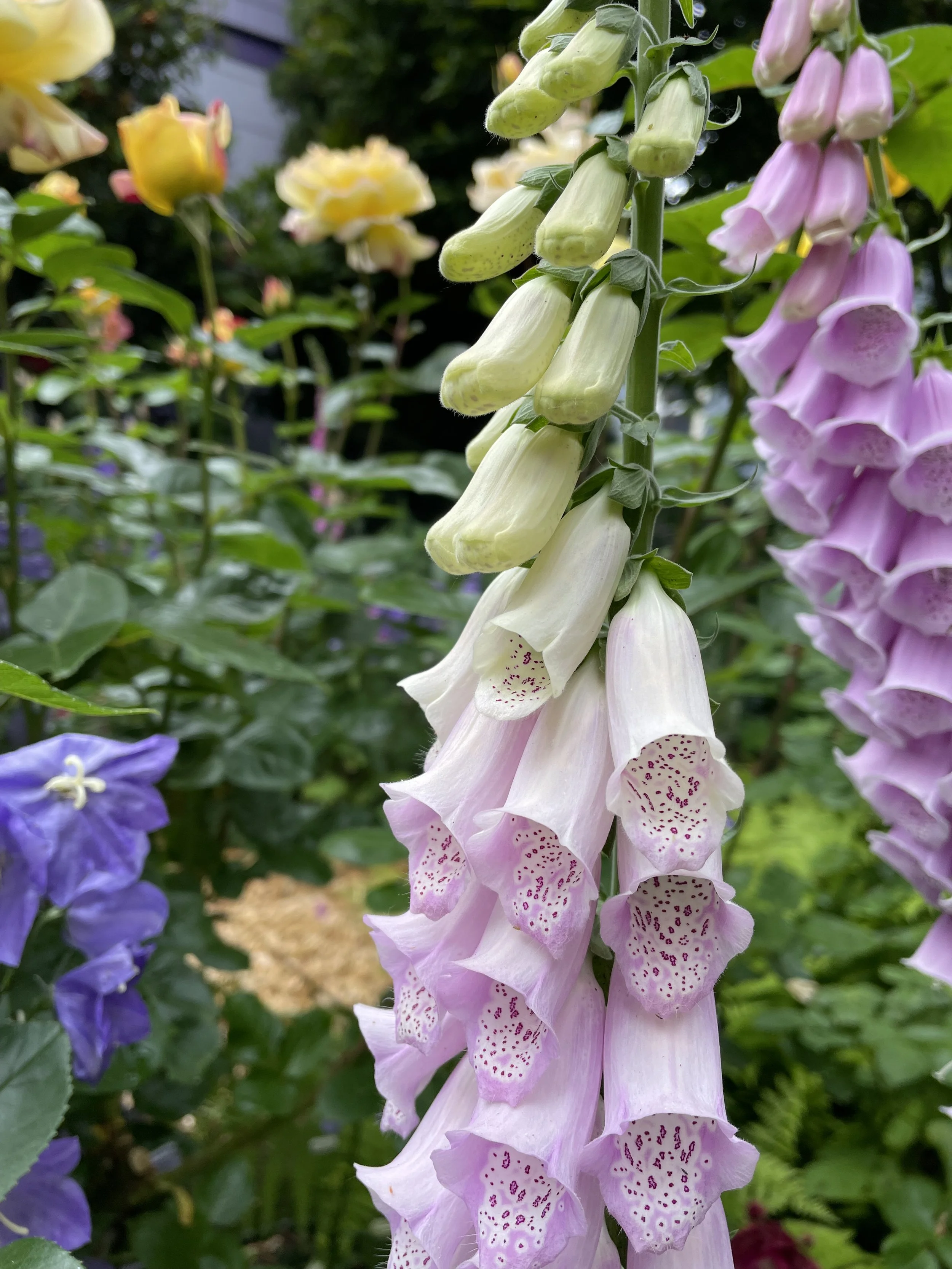 FOXGLOVE