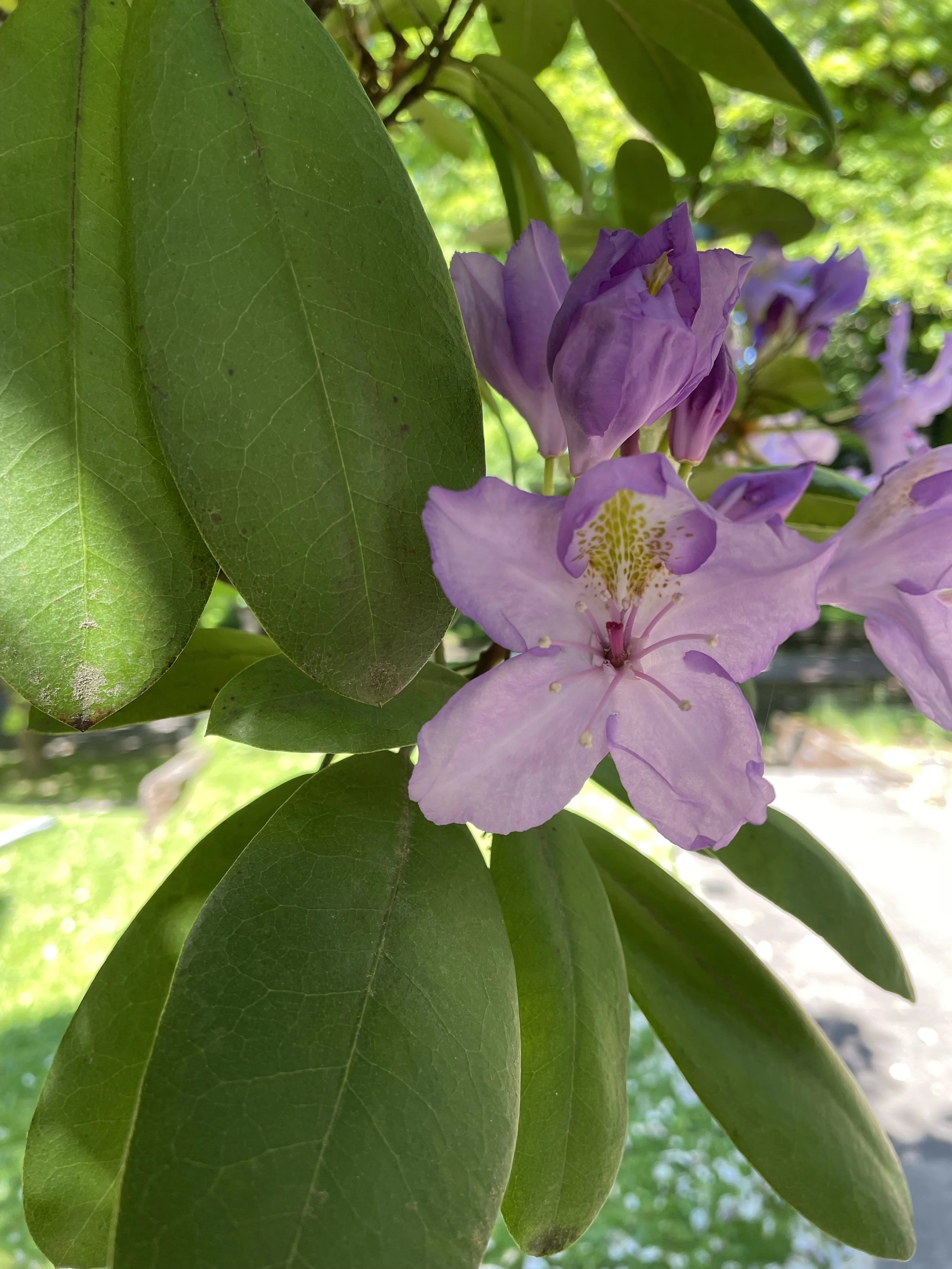 RHODY