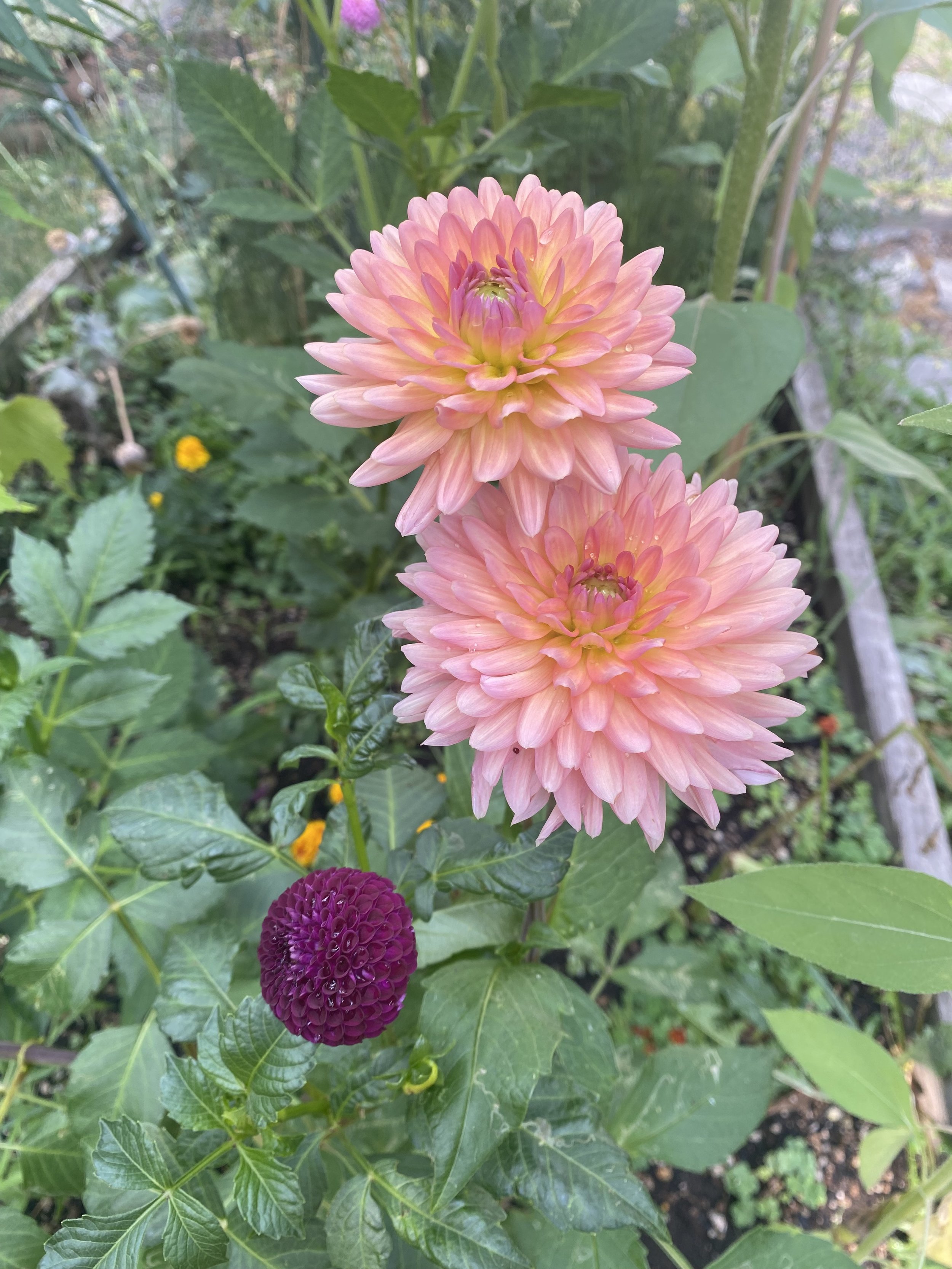 DAHLIA