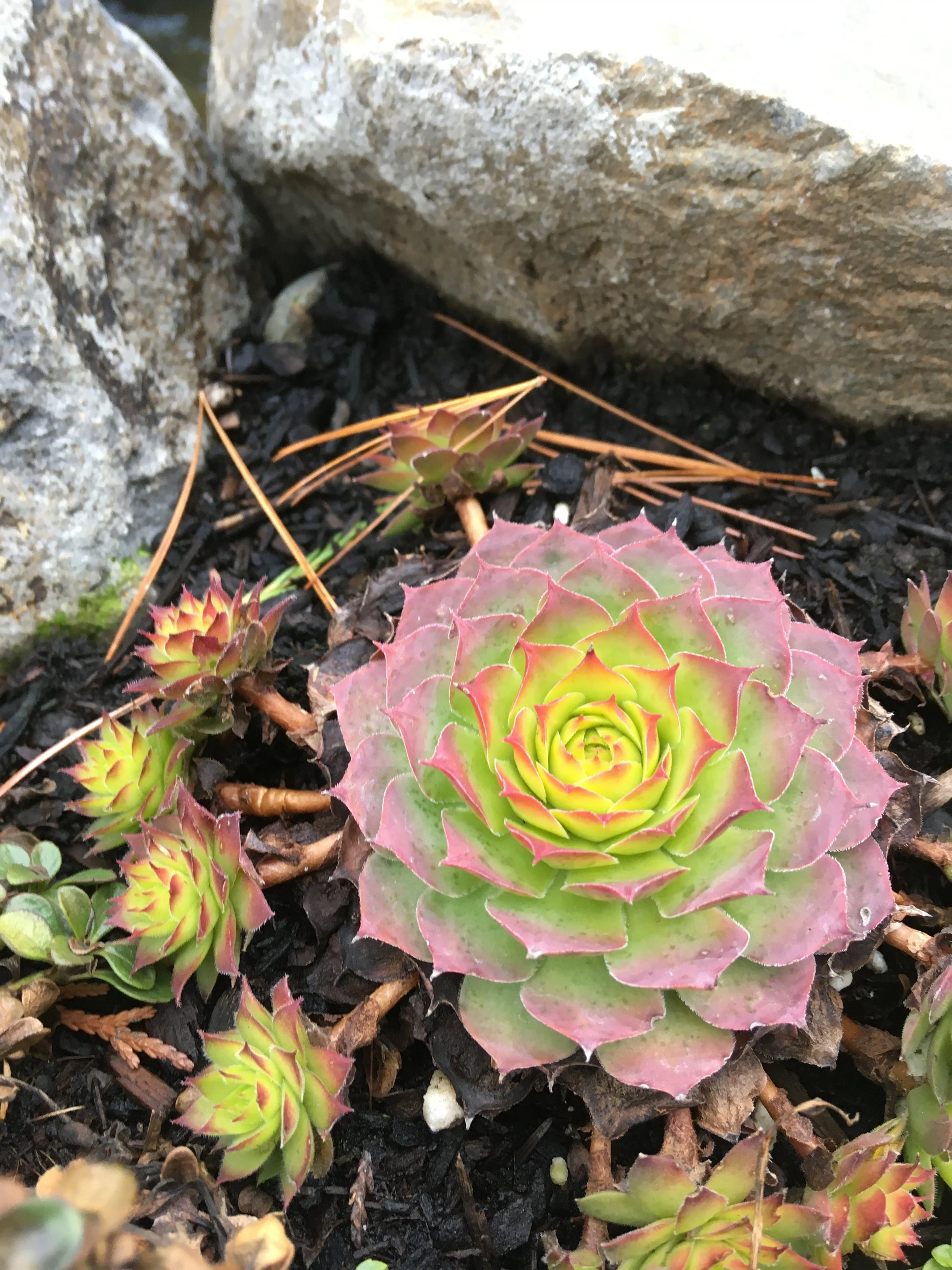 SEDUM