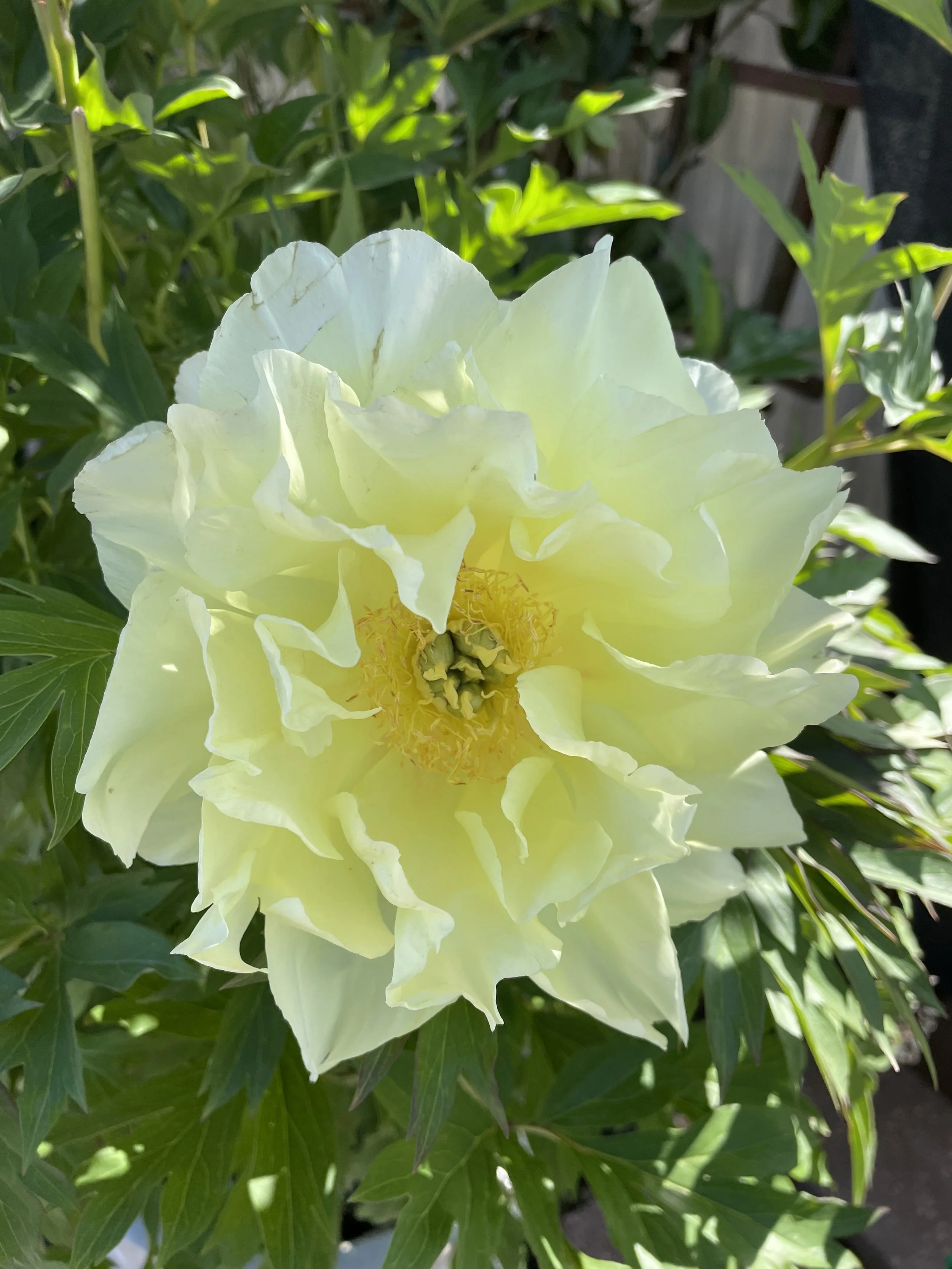 PEONY