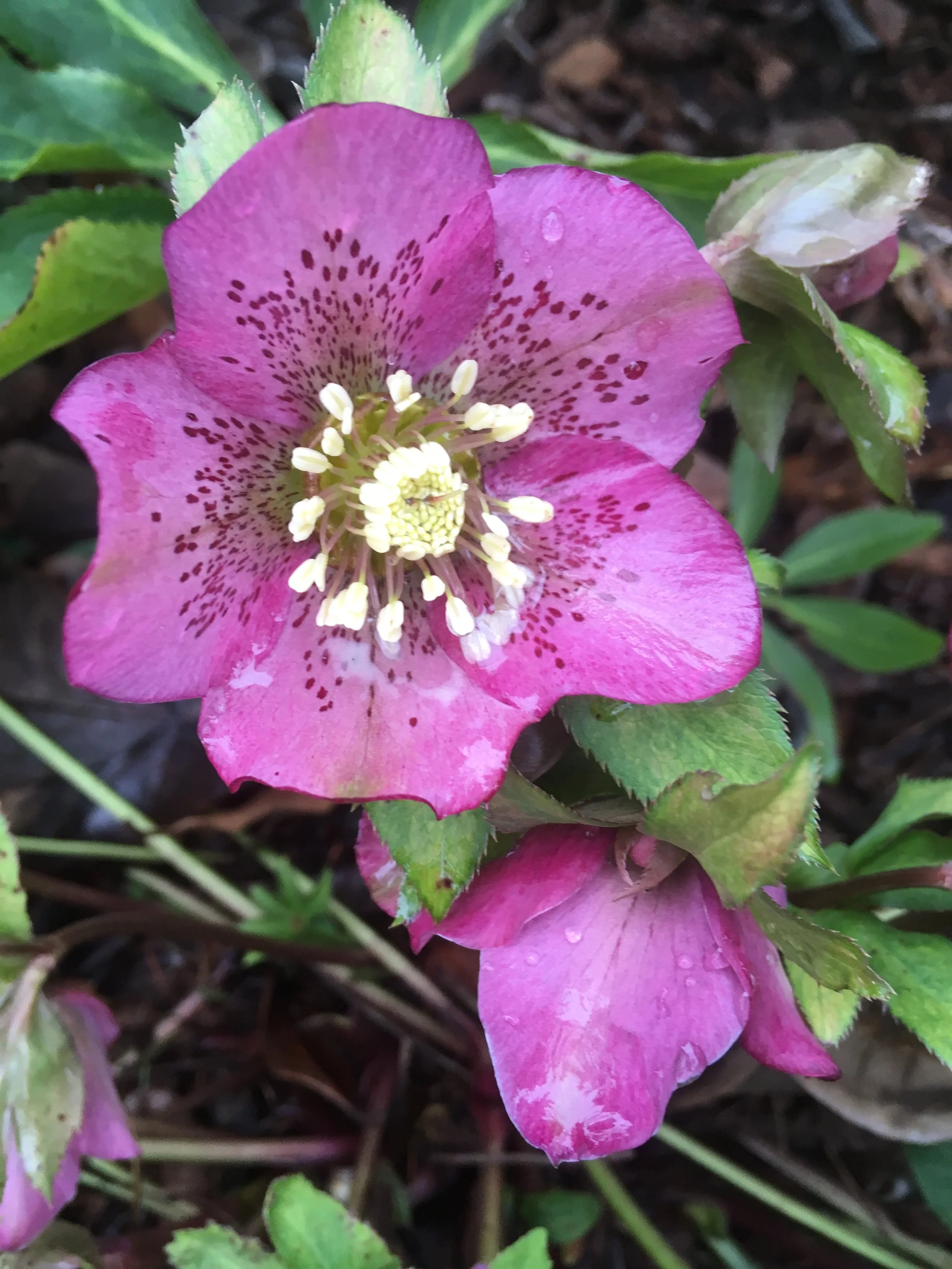 HELLEBORE