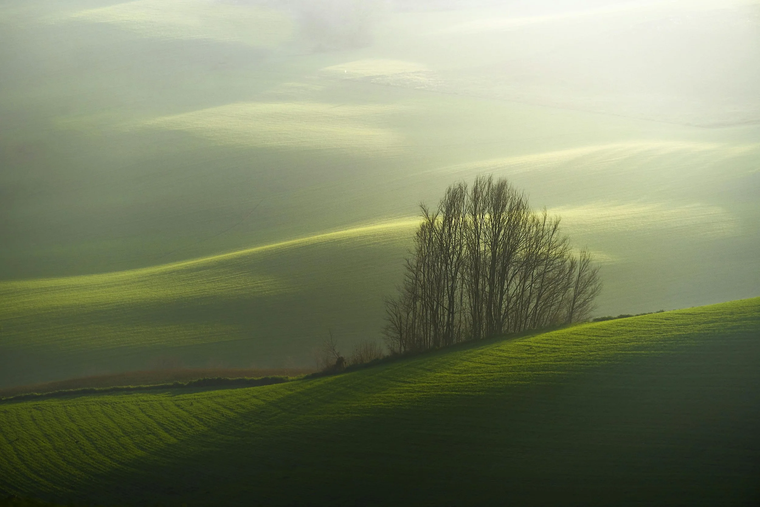 Green rolling hills with a small group of leafless trees, foggy background, sunlight illuminating the landscape.