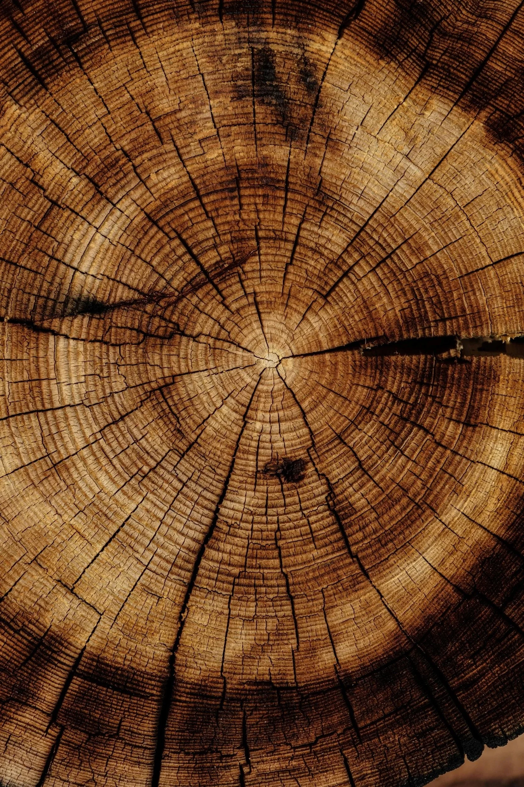 Photo by Joel Jasmin on Unsplash